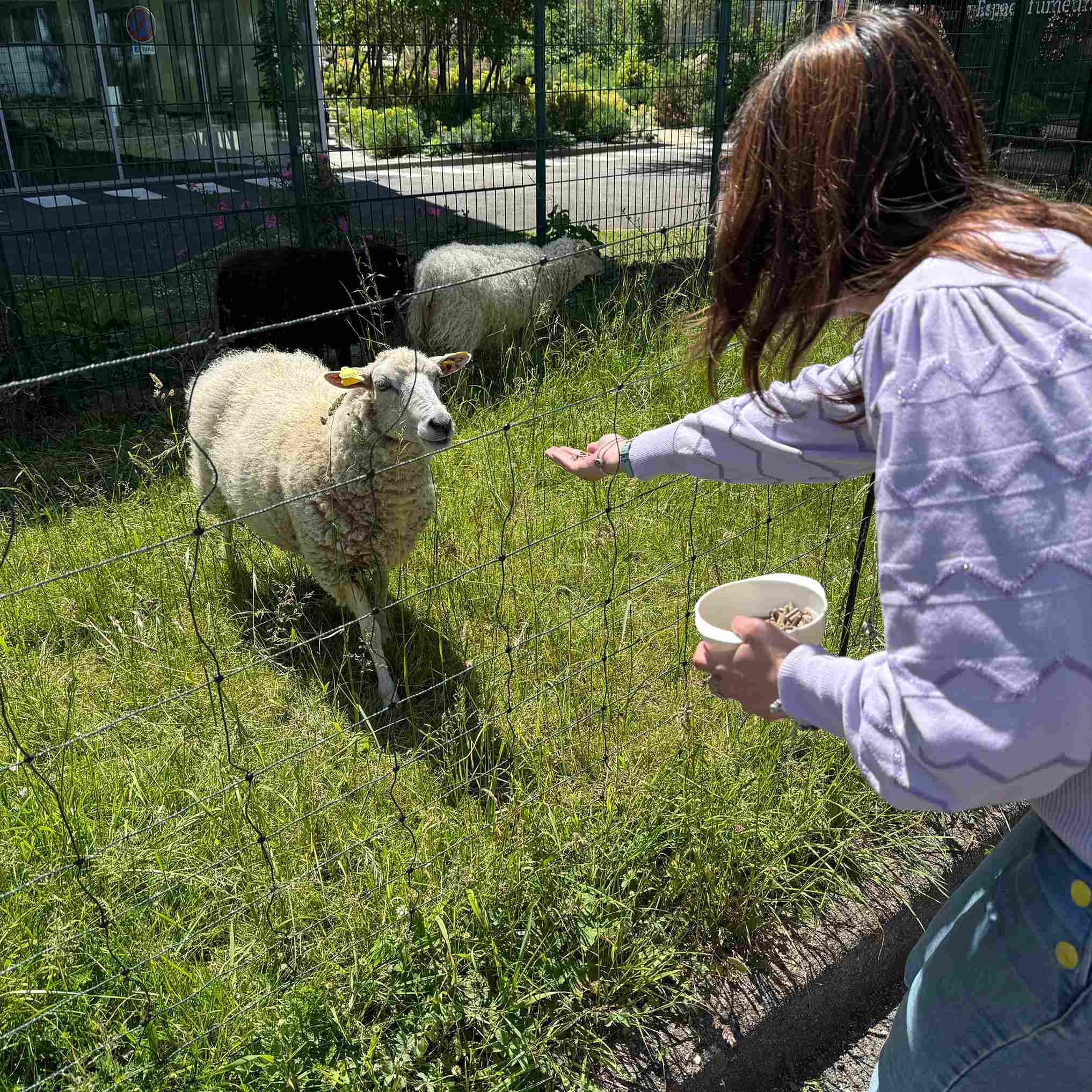 moutons