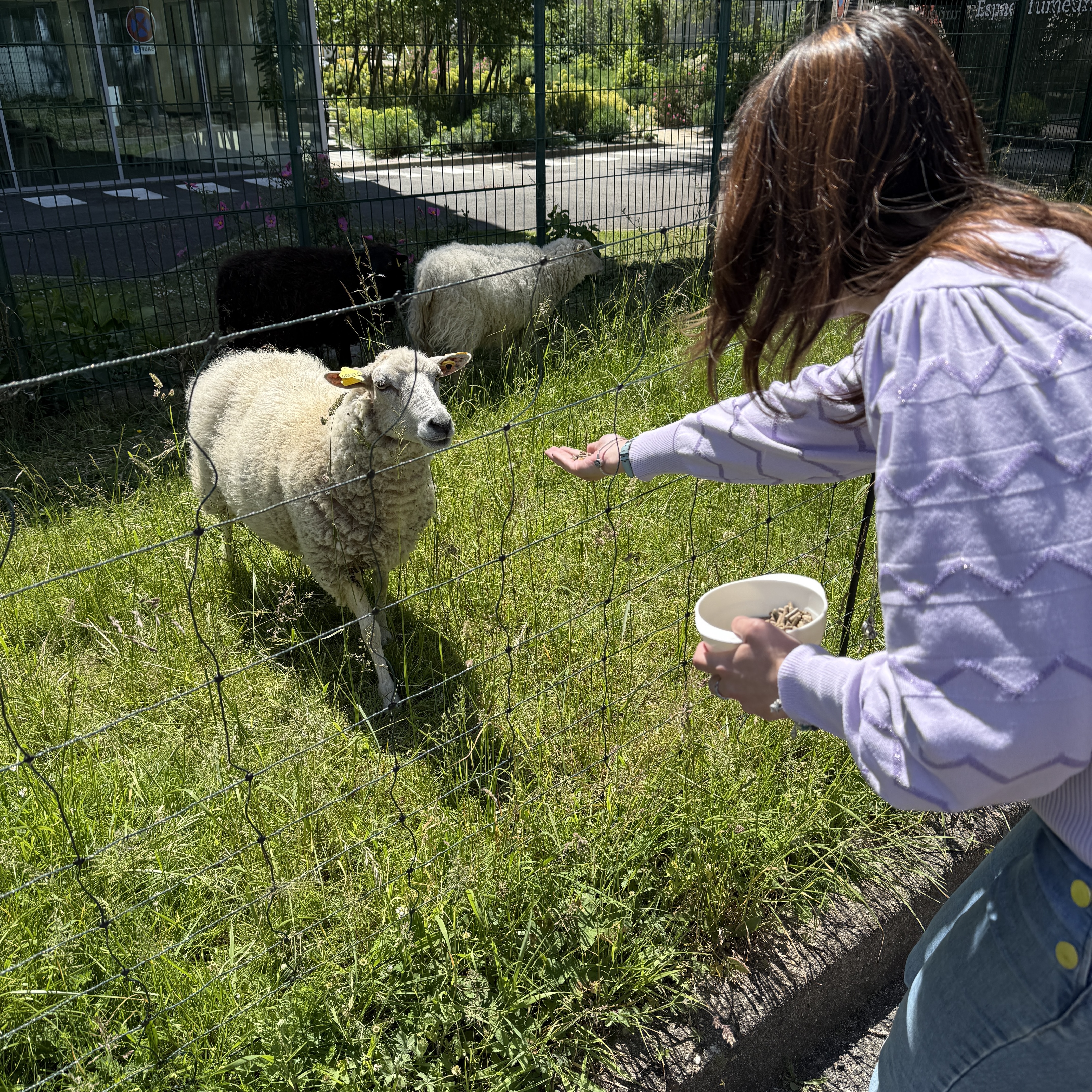 moutons