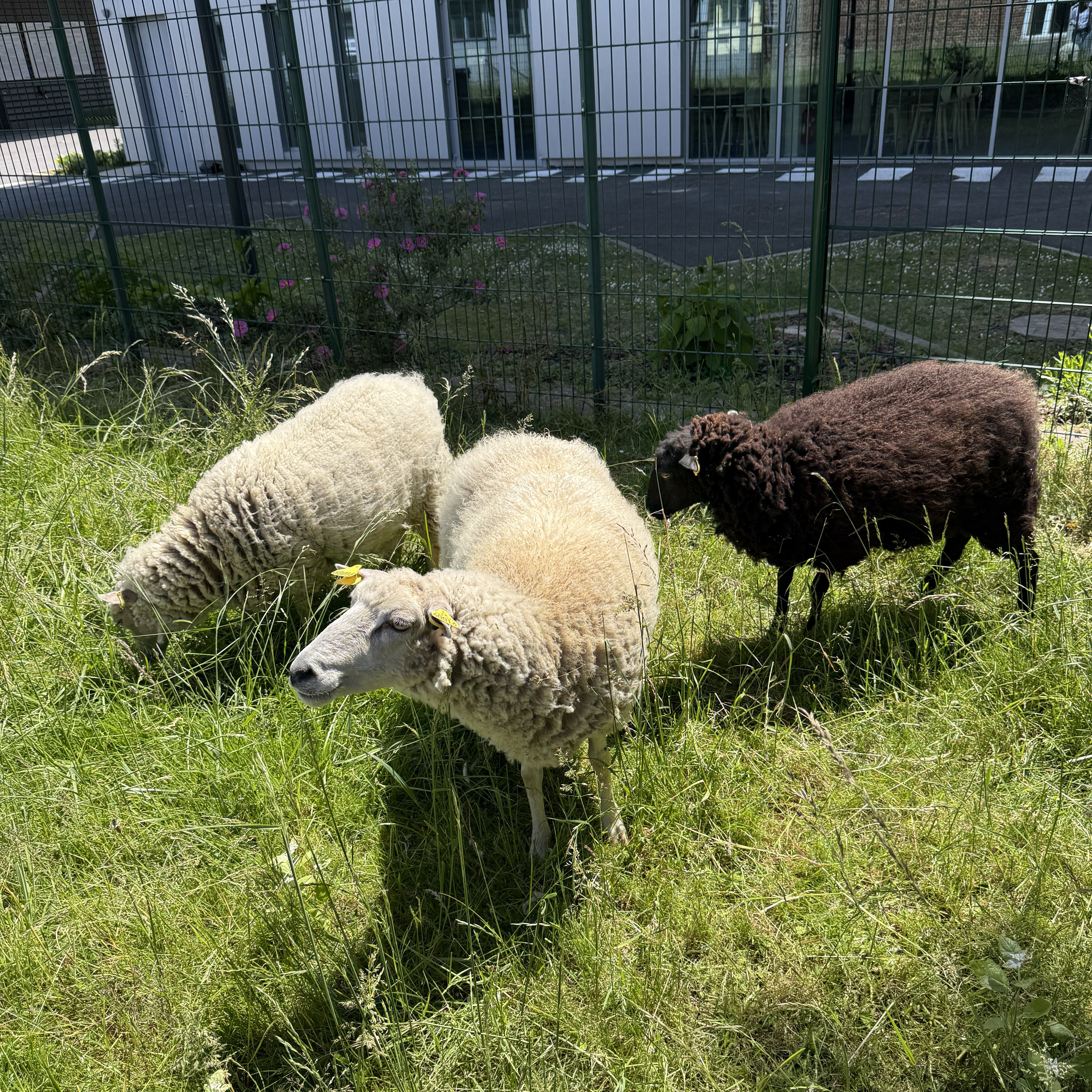 moutons
