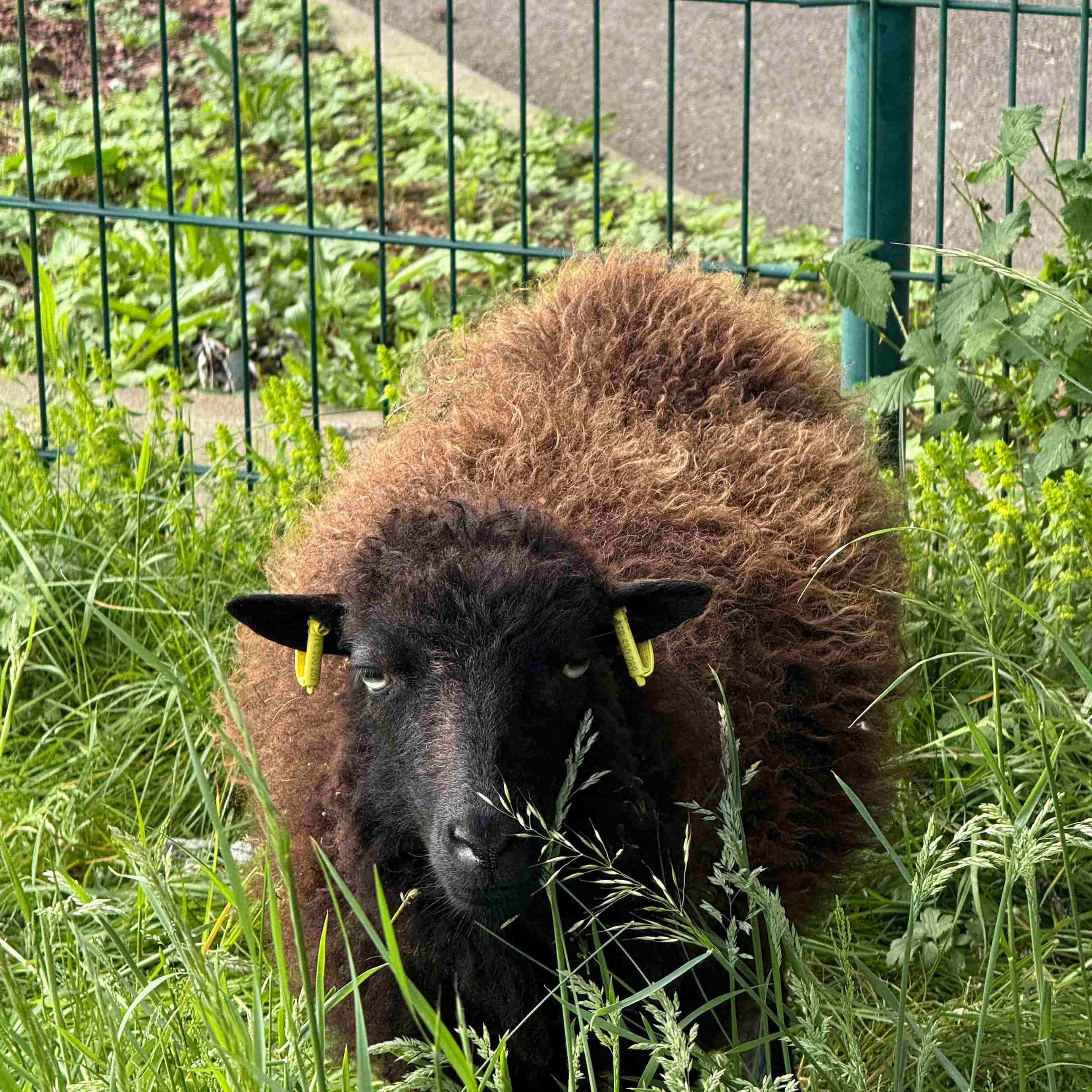moutons
